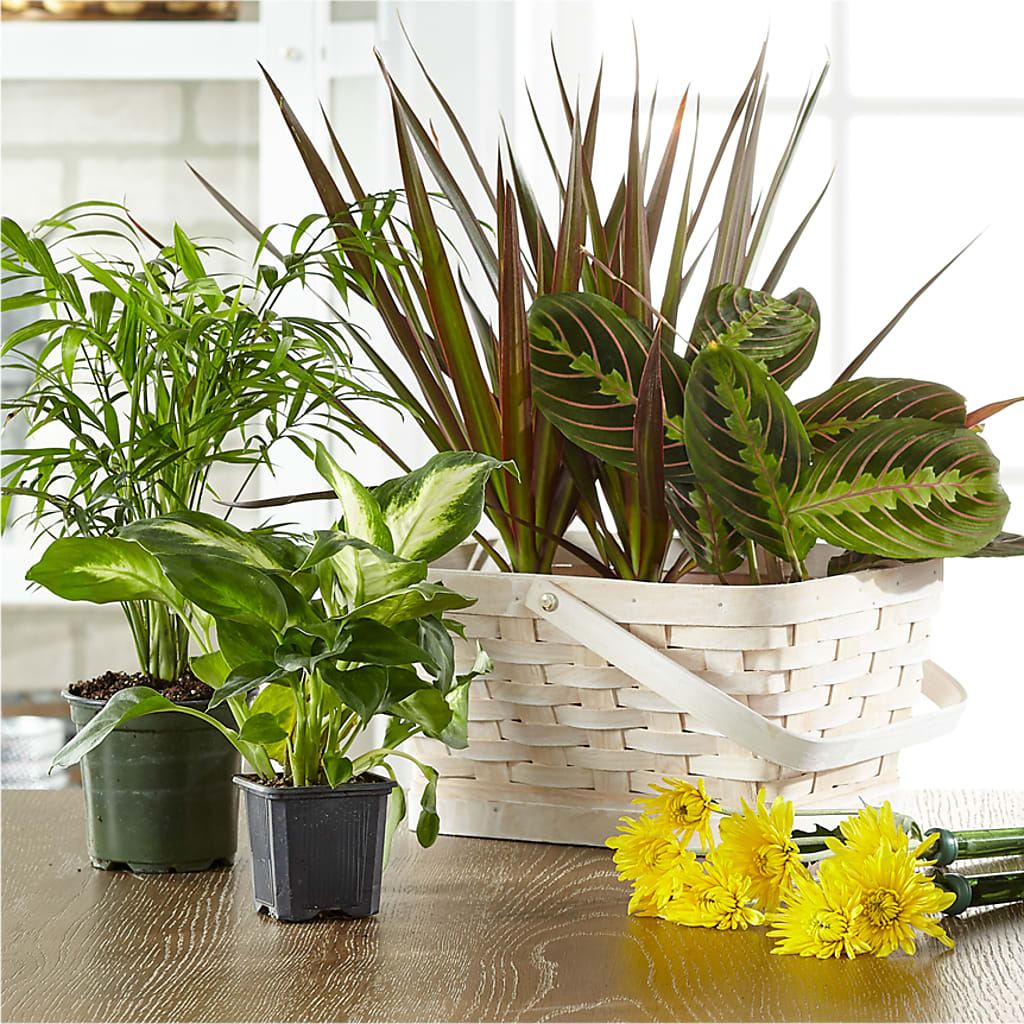 Florist Designed Blooming and Green Plants in a Basket – Flowers By Robert Taylor Inc, West Covina CA