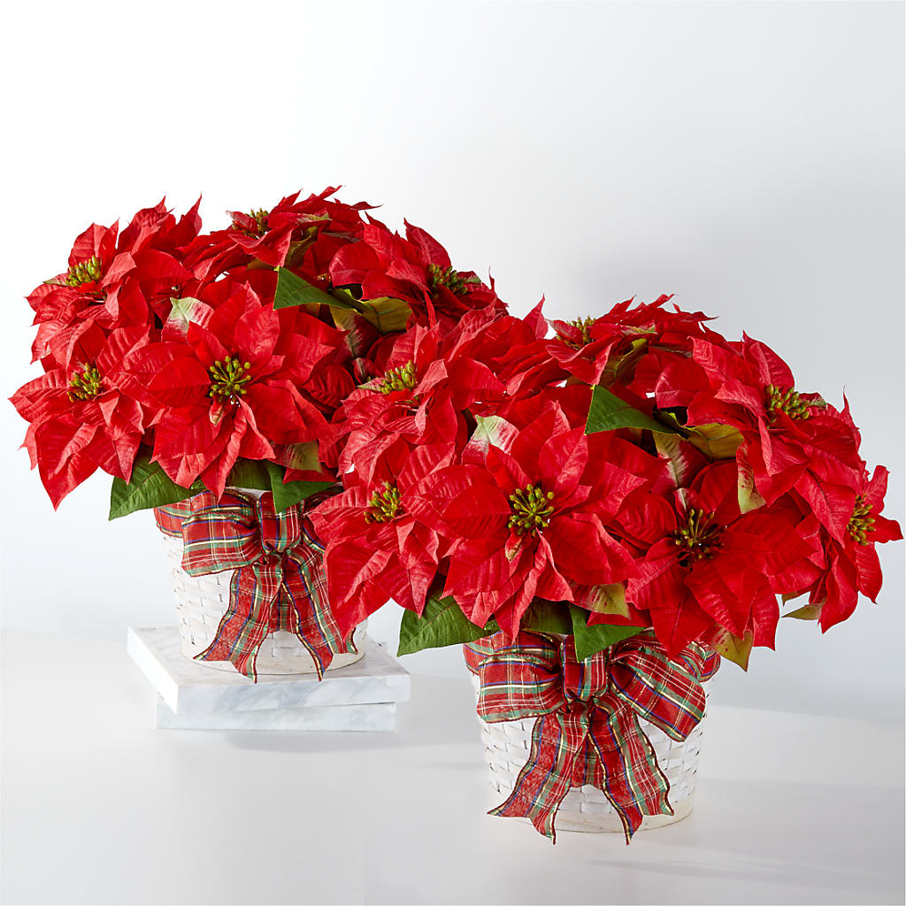 Happiest Holidays Poinsettia Bundle – Flowers By Robert Taylor Inc, West Covina CA
