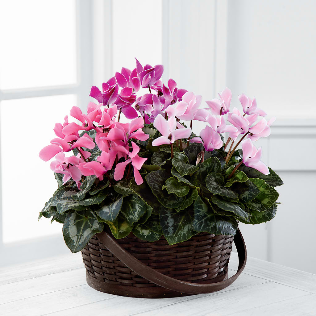 Mixed Cyclamen Planter – Flowers By Robert Taylor Inc, West Covina CA