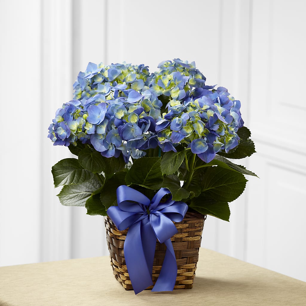 Blue Hydrangea Planter – Flowers By Robert Taylor Inc, West Covina CA