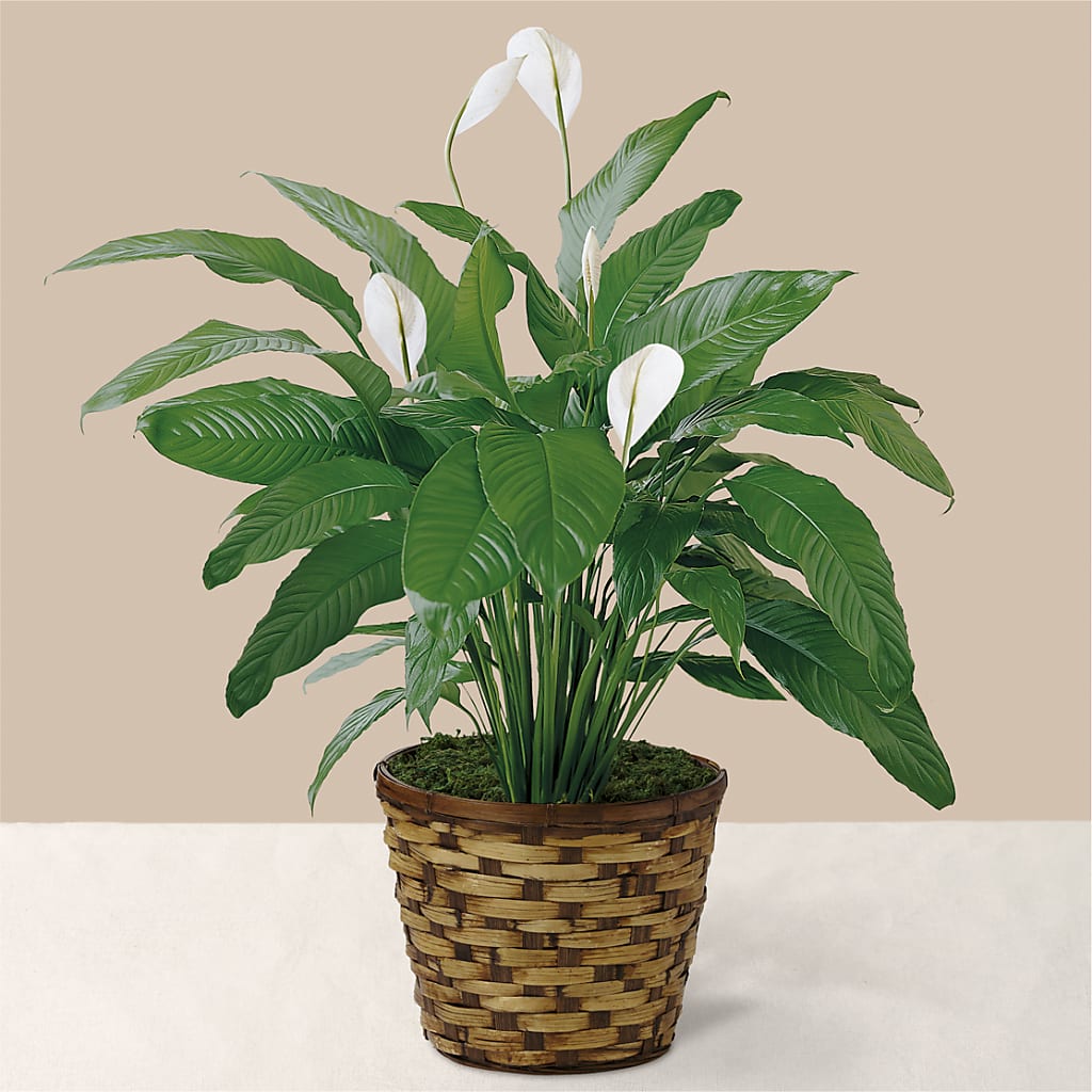 Tranquil Moments Peace Lily Plant – Flowers By Robert Taylor Inc, West Covina CA