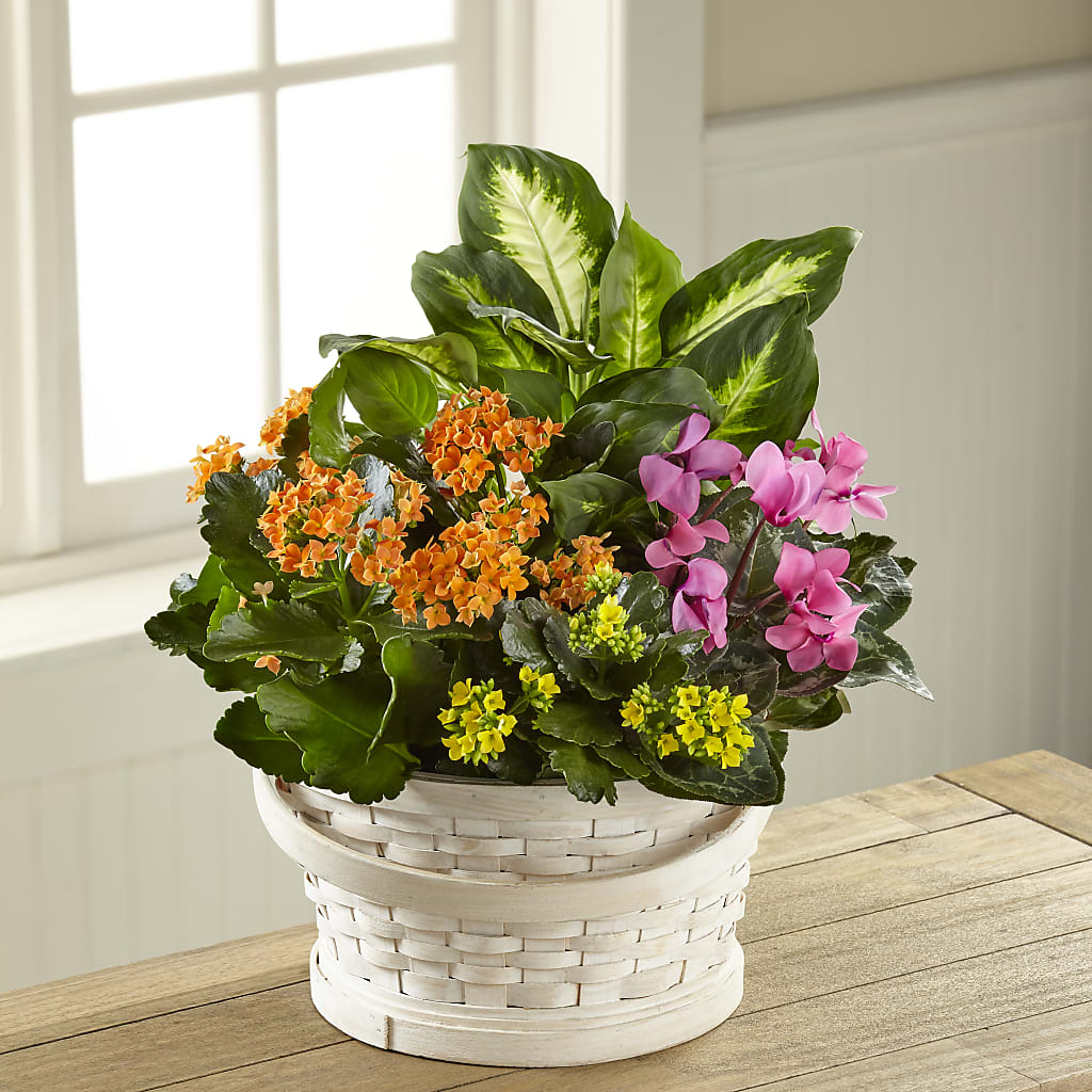 Color Crush Dishgarden – Flowers By Robert Taylor Inc, West Covina CA