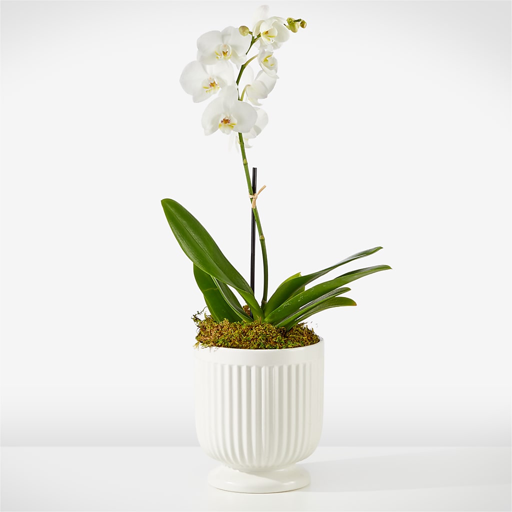 Whispering White Orchid – Flowers By Robert Taylor Inc, West Covina CA