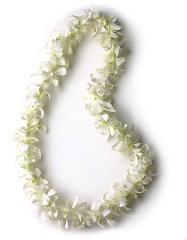 SINGLE STRAND WHITE DENROBUIM LEI