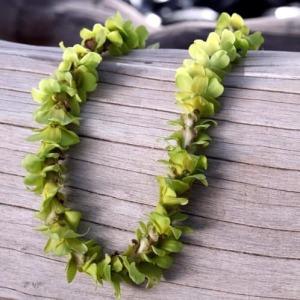 SINGLE STRAND GREEN ORCHID LEI SOLD OUT UNTIL JULY 8TH