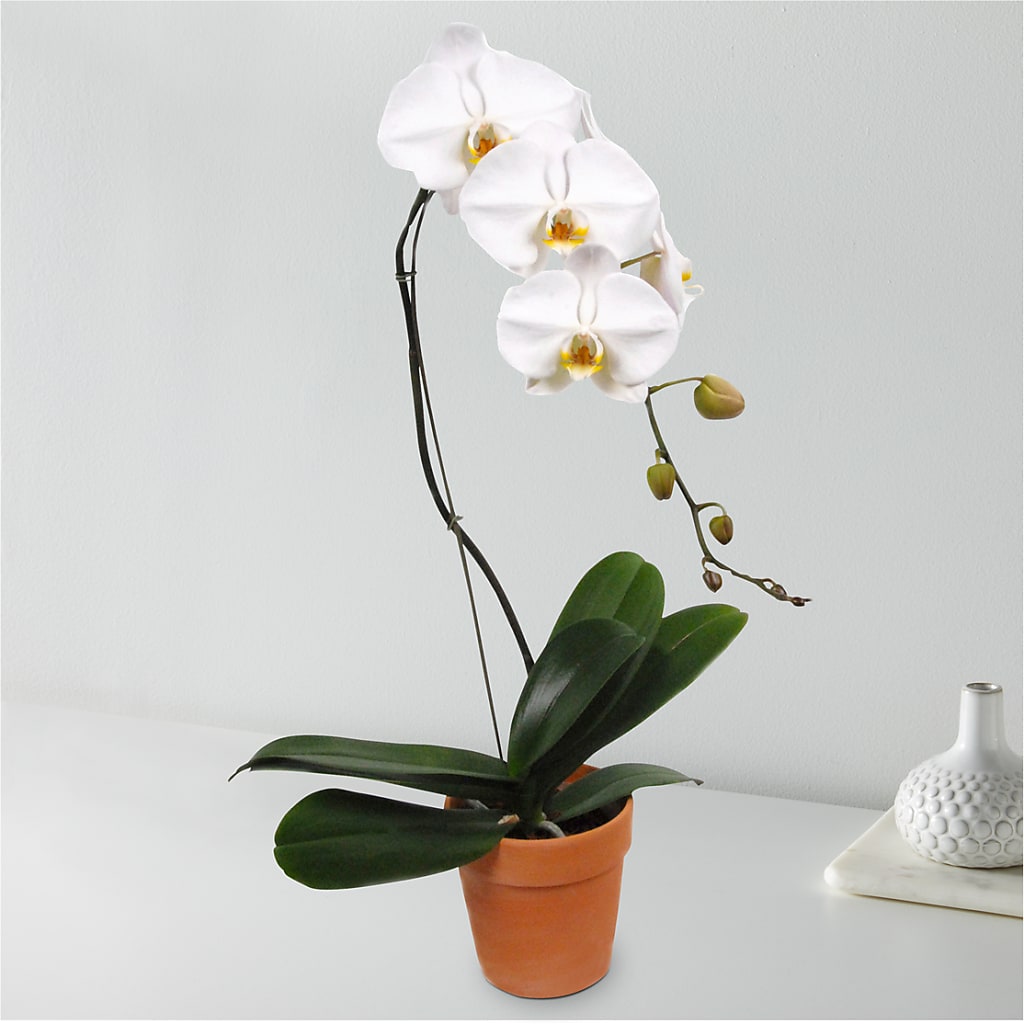 White Cascading Orchid – Flowers By Robert Taylor Inc, West Covina CA