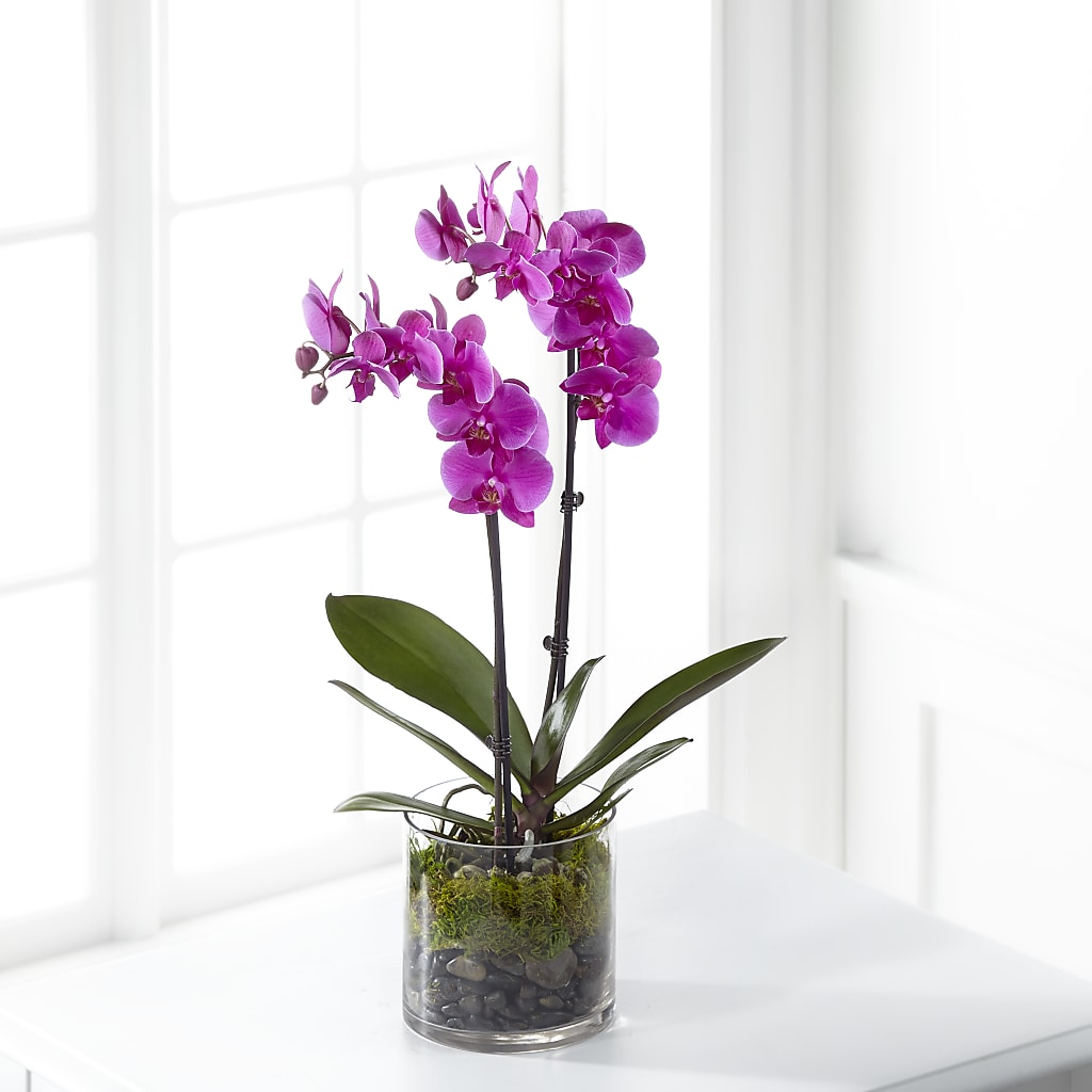 Pink Orchid Plant – Flowers By Robert Taylor Inc, West Covina CA