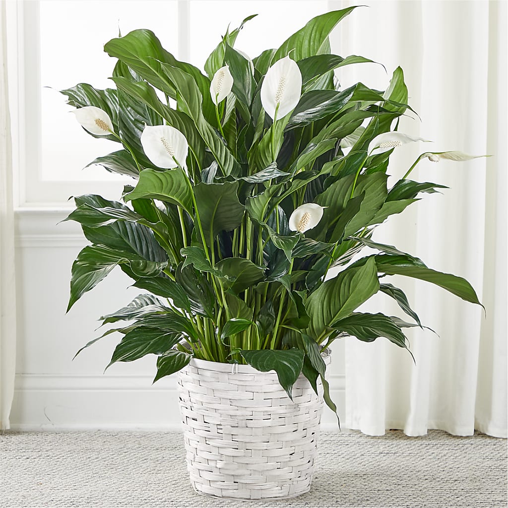 A New Leaf Peace Lily – Flowers By Robert Taylor Inc, West Covina CA
