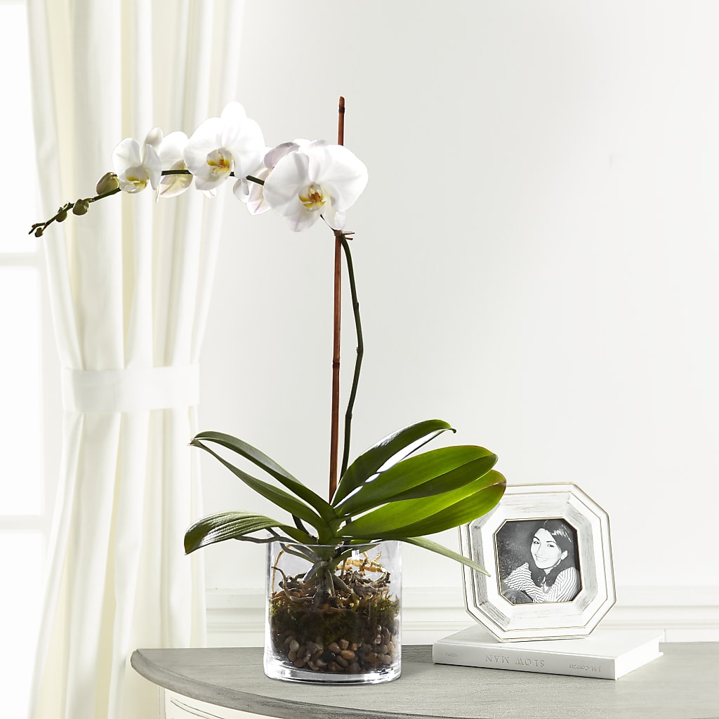 White Orchid Planter – Flowers By Robert Taylor Inc, West Covina CA