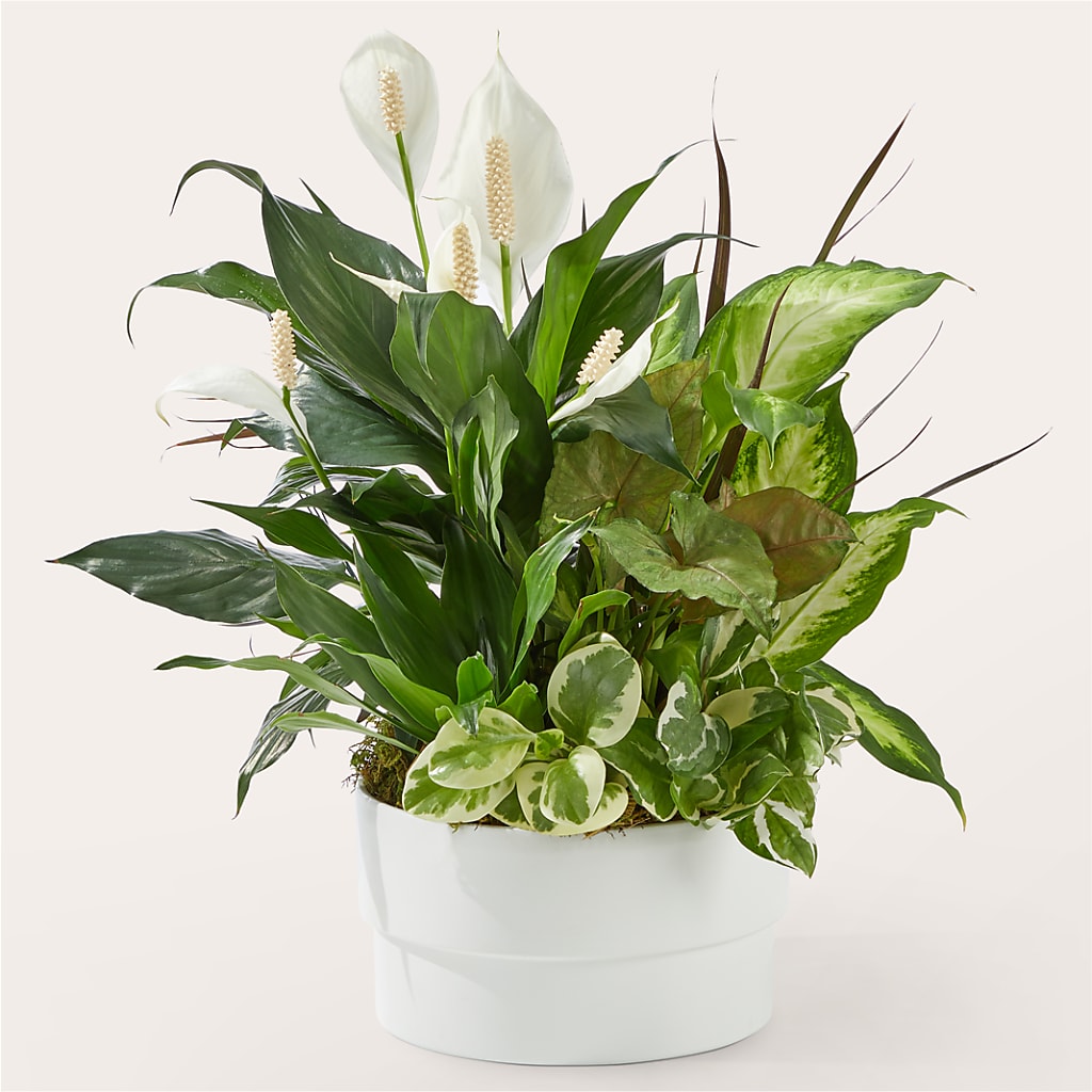 Radiating Positivity Dishgarden – Flowers By Robert Taylor Inc, West Covina CA