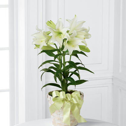 Easter Lily Plant –  Flowers By Robert Taylor Inc, West Covina CA