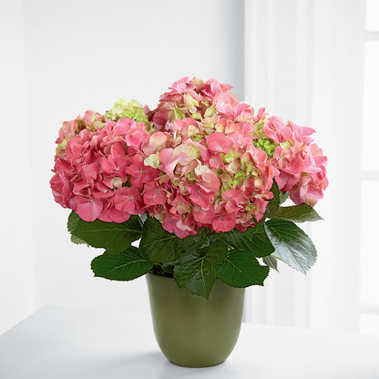 Pink Hydrangea Planter –  Flowers By Robert Taylor Inc, West Covina CA
