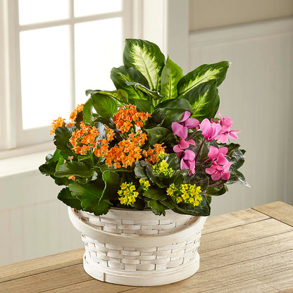 Color Crush Dishgarden –  Flowers By Robert Taylor Inc, West Covina CA