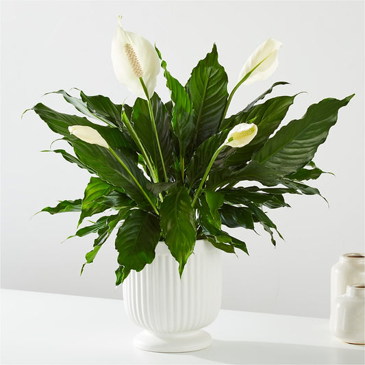 Comfort Planter –  Flowers By Robert Taylor Inc, West Covina CA