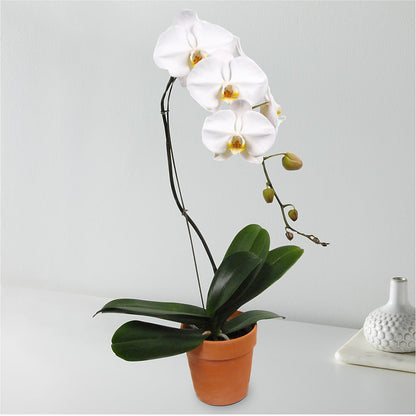 White Cascading Orchid –  Flowers By Robert Taylor Inc, West Covina CA