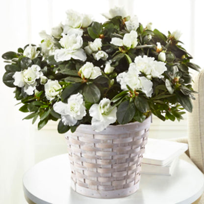 White Azalea Plant –  Flowers By Robert Taylor Inc, West Covina CA