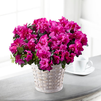 Hope & Serenity Azalea Plant –  Flowers By Robert Taylor Inc, West Covina CA