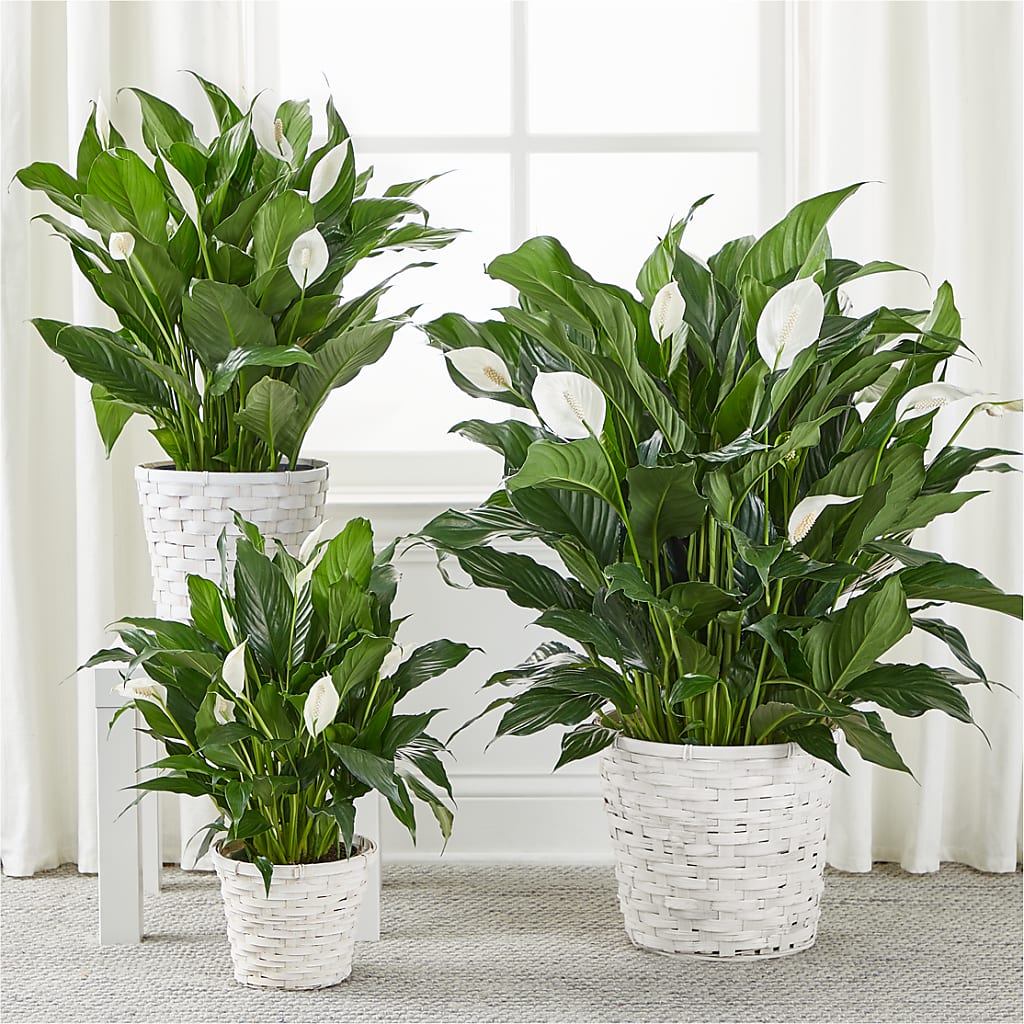 A New Leaf Peace Lily –  Flowers By Robert Taylor Inc, West Covina CA