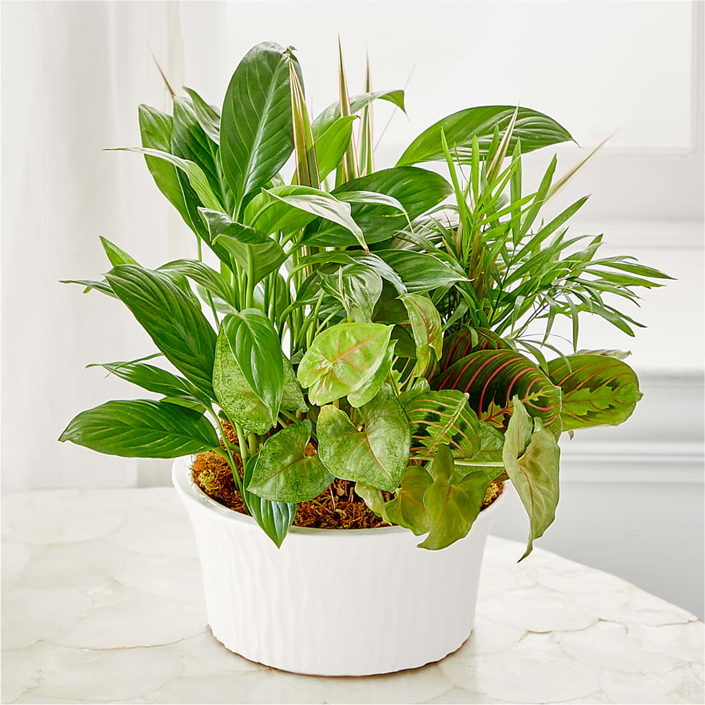 Balance & Harmony Dishgarden –  Flowers By Robert Taylor Inc, West Covina CA