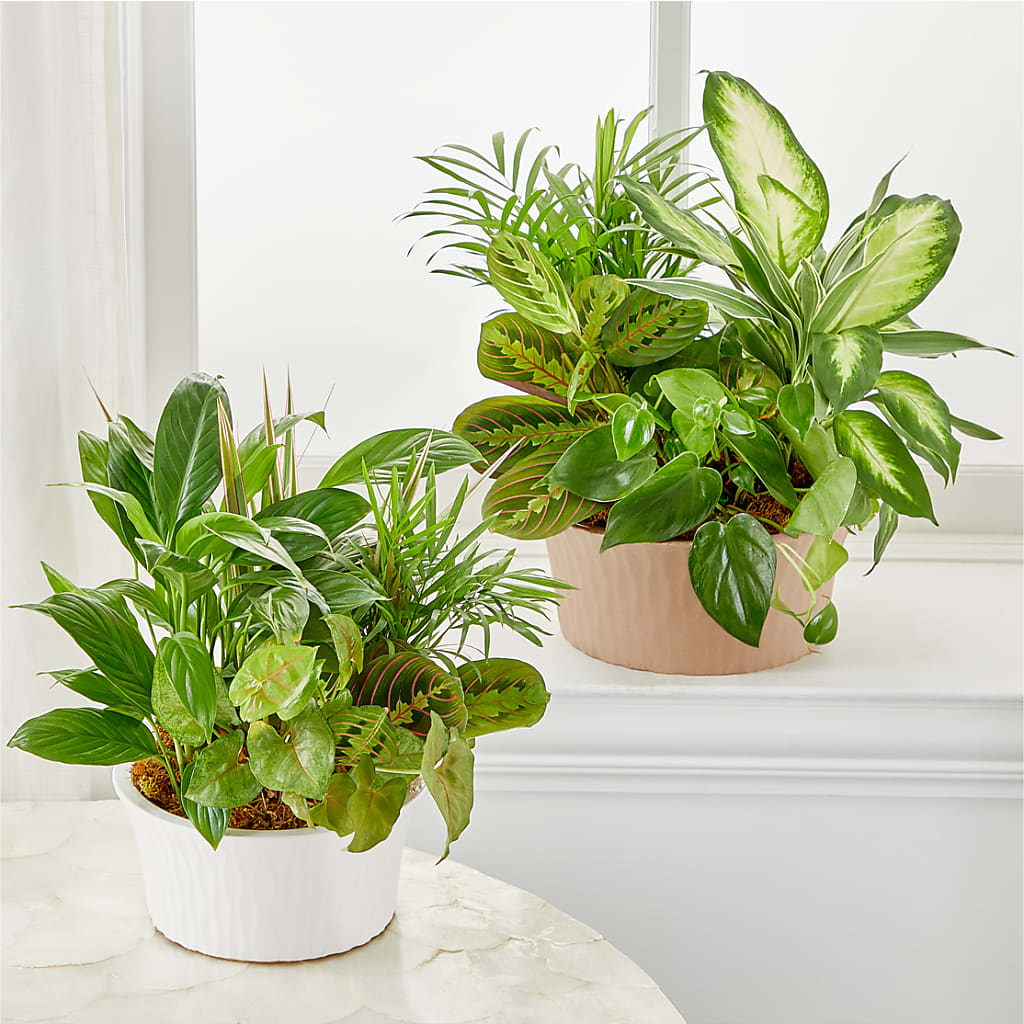 Balance & Harmony Dishgarden –  Flowers By Robert Taylor Inc, West Covina CA