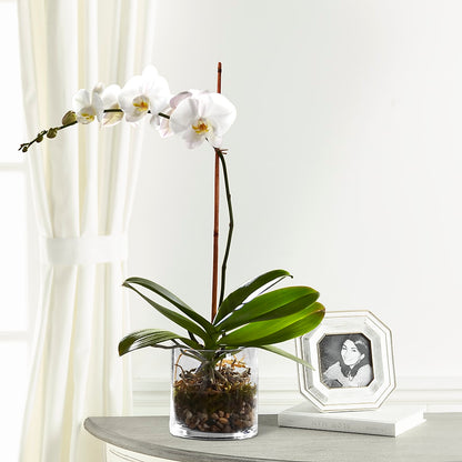 White Orchid Planter –  Flowers By Robert Taylor Inc, West Covina CA