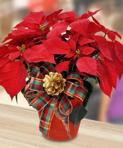 POINSETTIA PLANTS