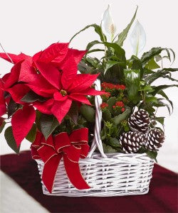 POINSETTIA GARDEN BASKET