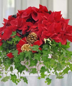 POINSETTIA & IVY GARDEN