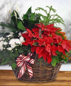 BLOOMING POINSETTIA BASKET