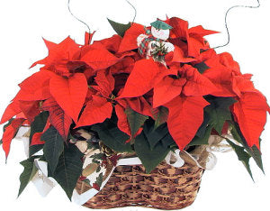 DOUBLE POINSETTIA PLANTS