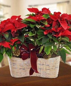 MERRY POINSETTIA DOUBLE BASKET